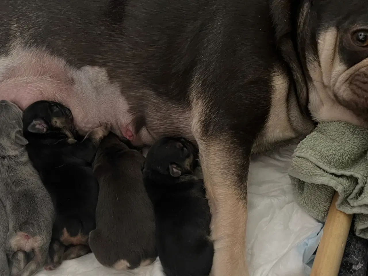 Billede 5 - Fransk bulldoghvalpe  pragteksemplar af forældre.