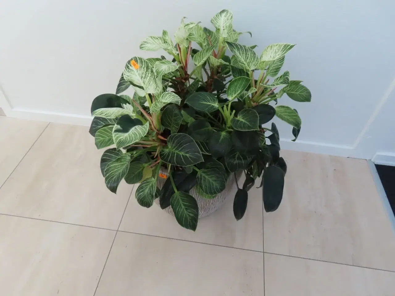 Billede 2 - Plante i krukke