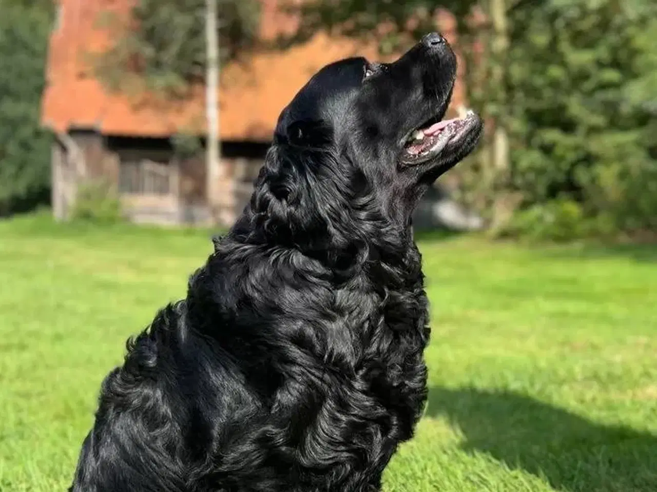 Billede 9 - Hvalpe - Golden/labrador Retriever blandinger