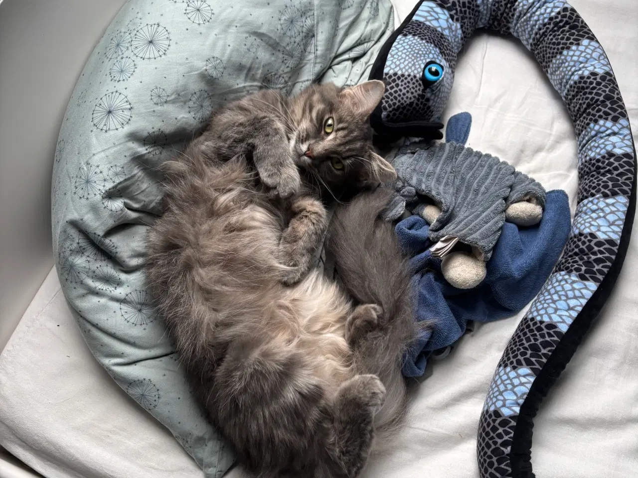 Billede 15 - Frida og Findus søger nyt hjem