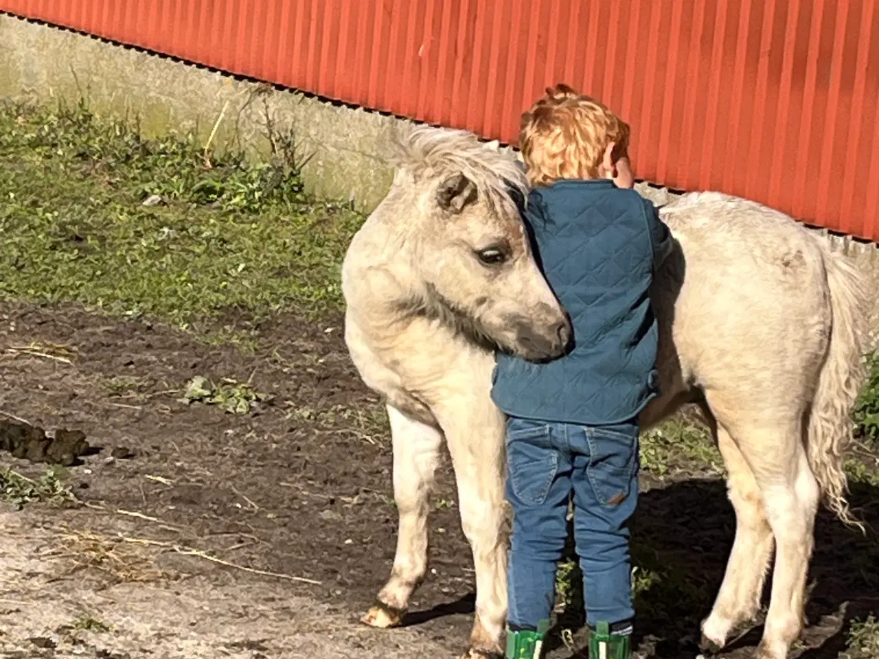 Billede 6 - Palominobroget hingsteføl, rødt pas