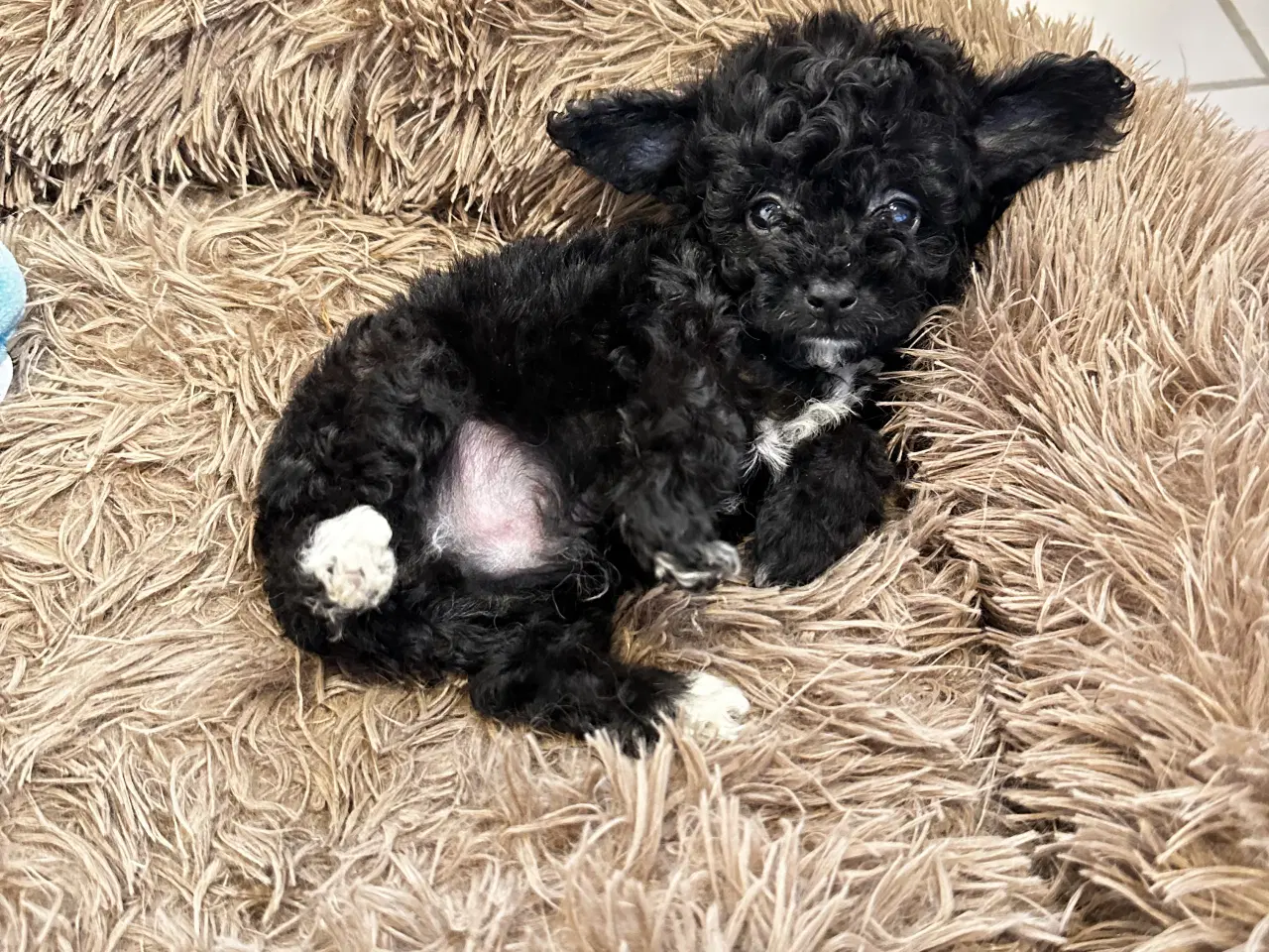 Billede 11 - Cavapoo F2B 