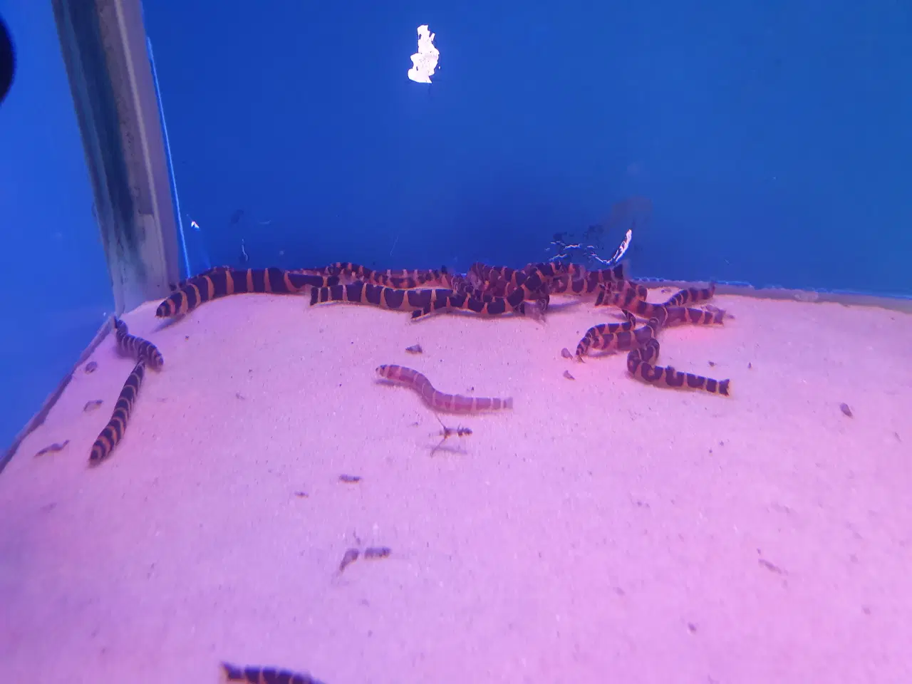 Billede 1 - Kuhli ål 🪱🐍