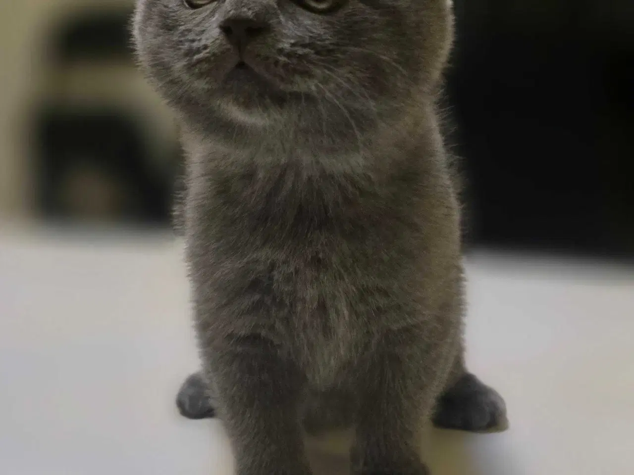 Billede 3 - 3 skønne kattekillinger 