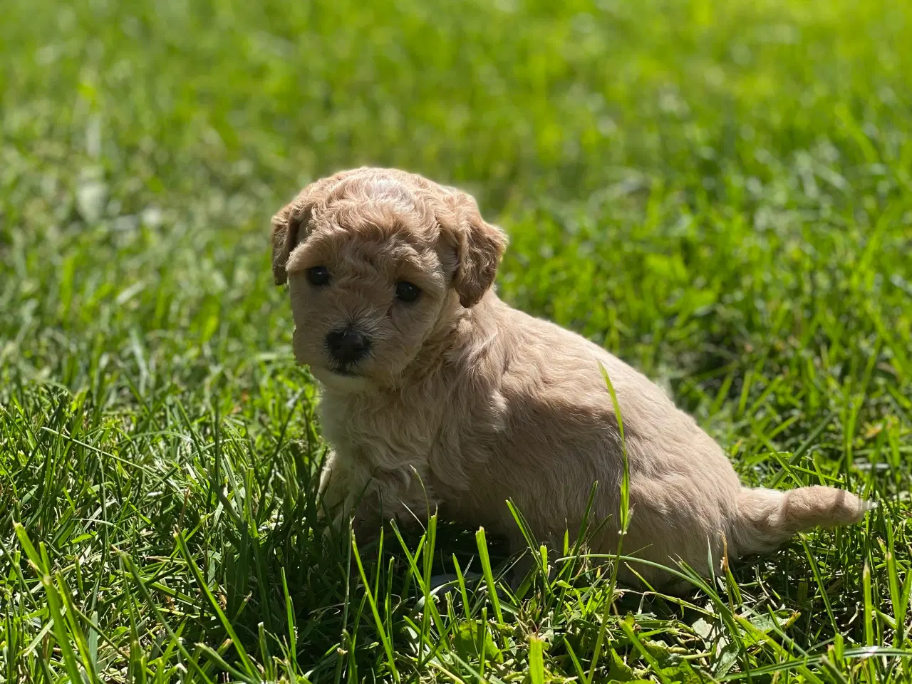 Billede 8 - Maltipoo / cotonpoo hvalpe