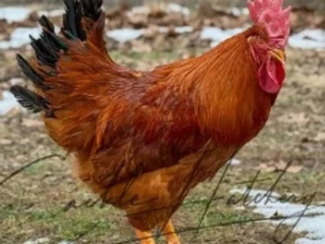 Billede 2 - New Hampshire sælges