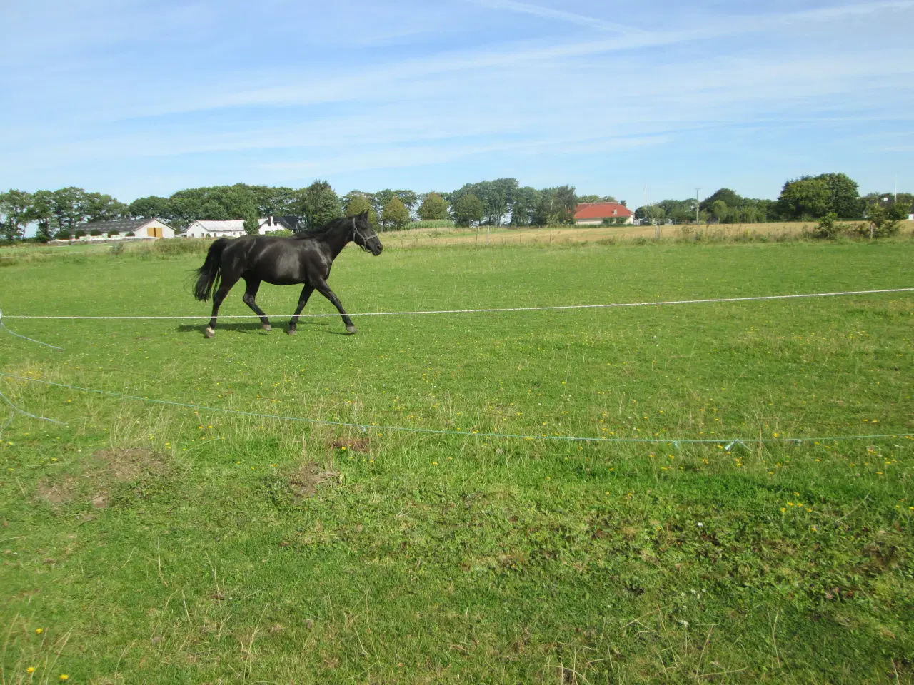 Billede 2 - hoppe