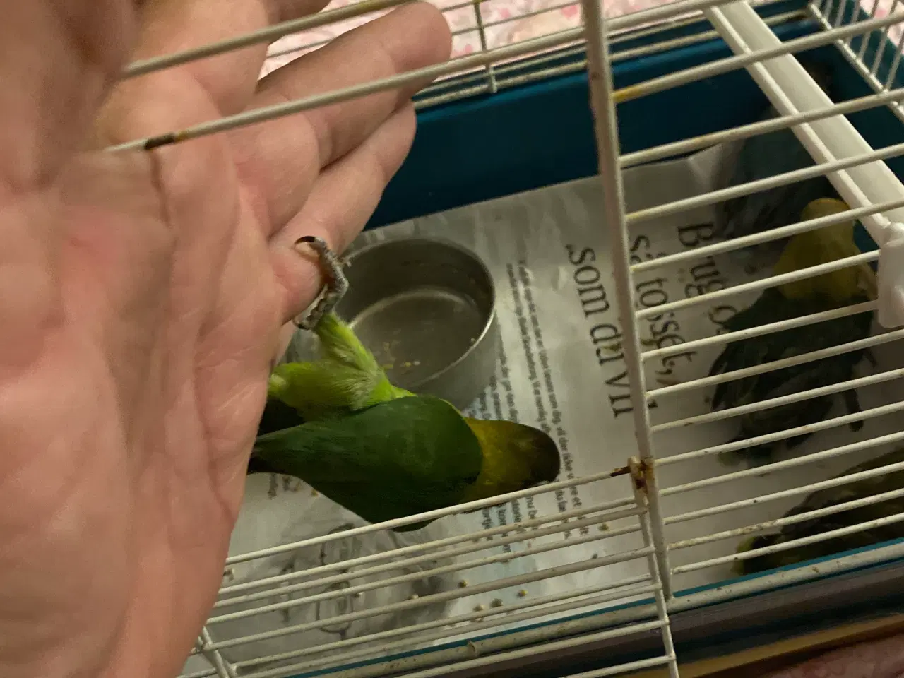 Billede 5 - Fugle Dværgpapegøje