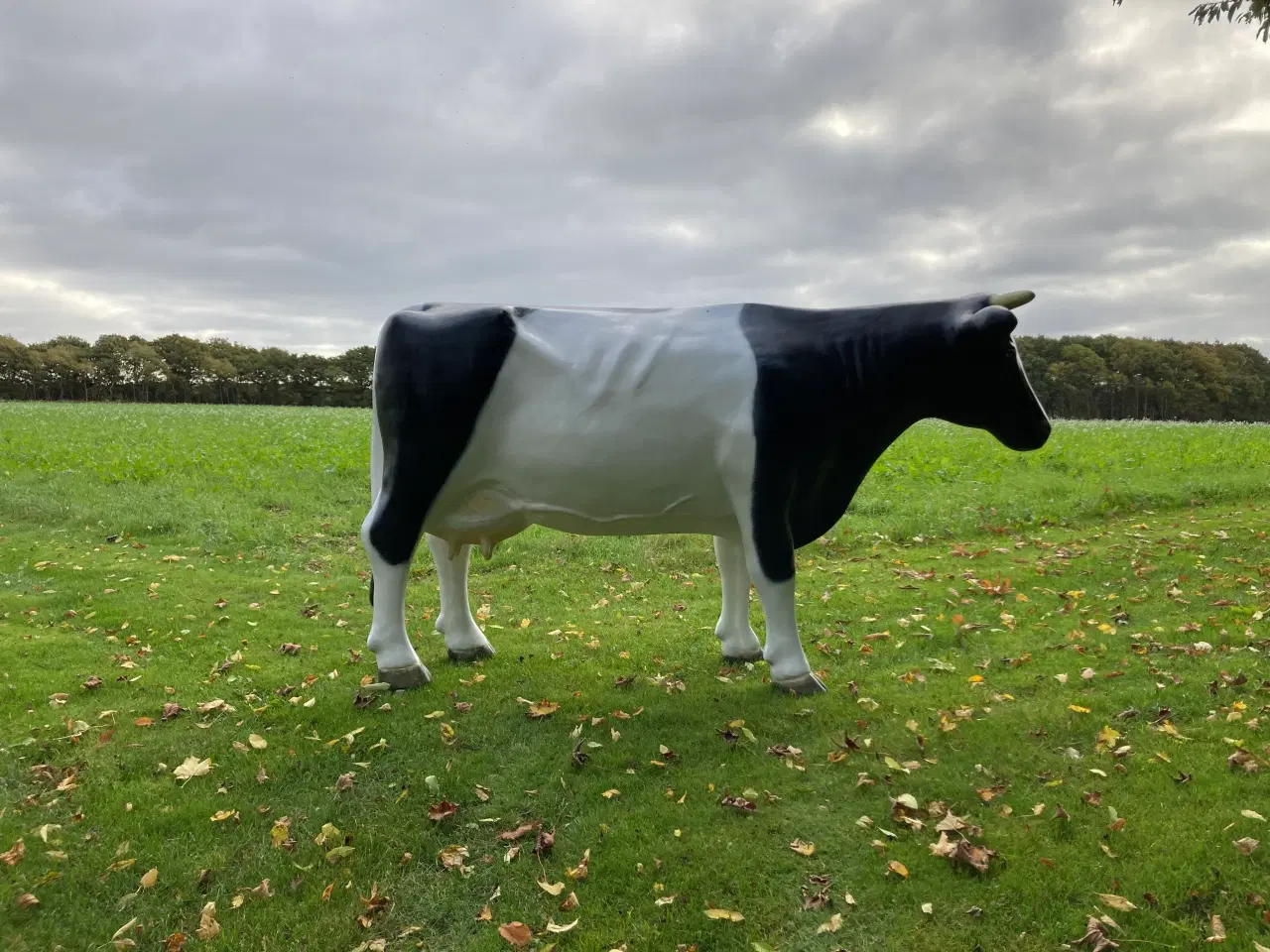 Billede 2 - Holstein ko