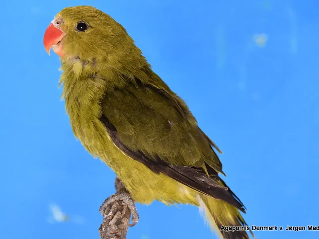 Billede 2 - Taranta dværgpapegøje