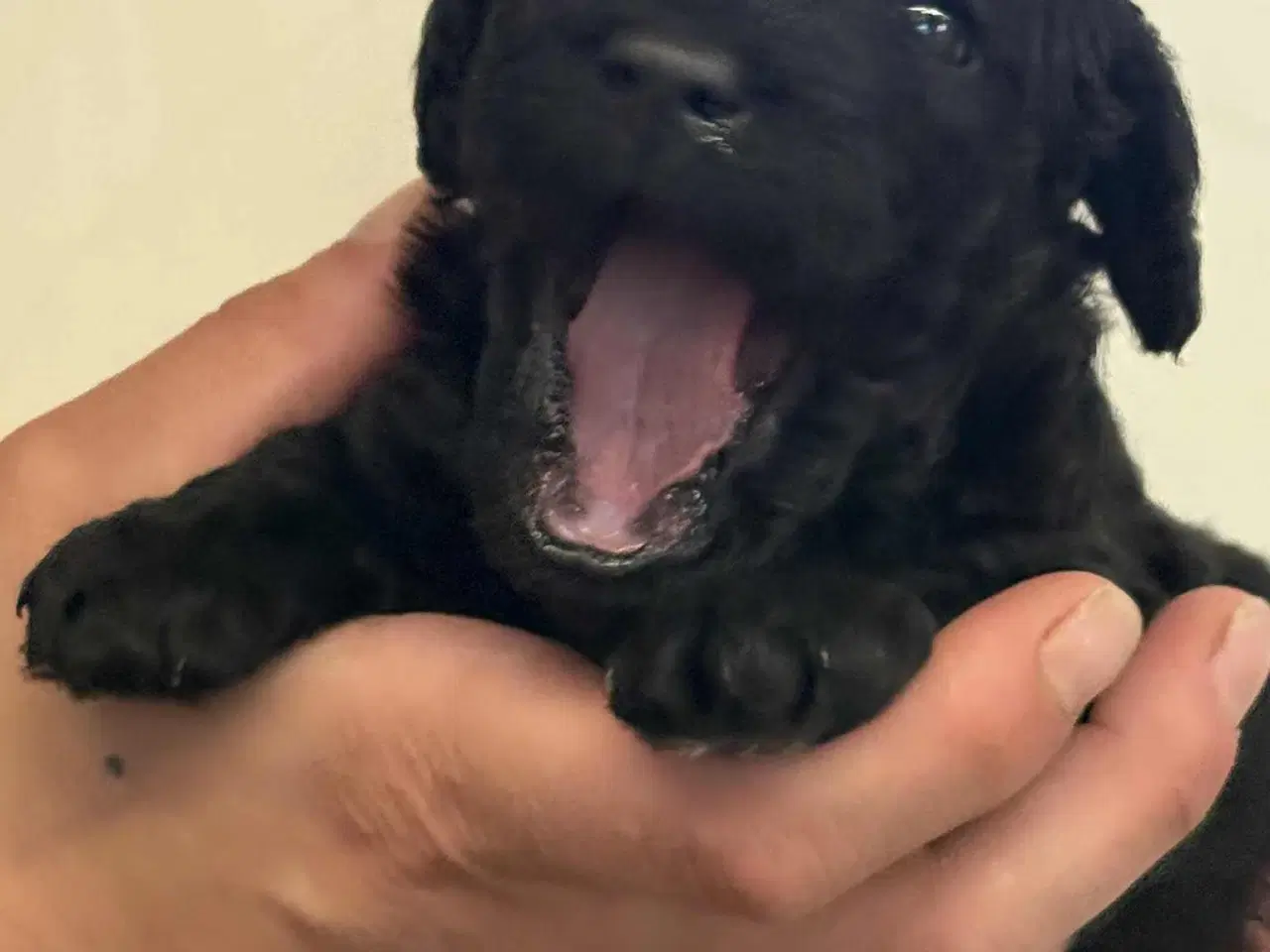 Billede 17 - Labradoodle hvalpe