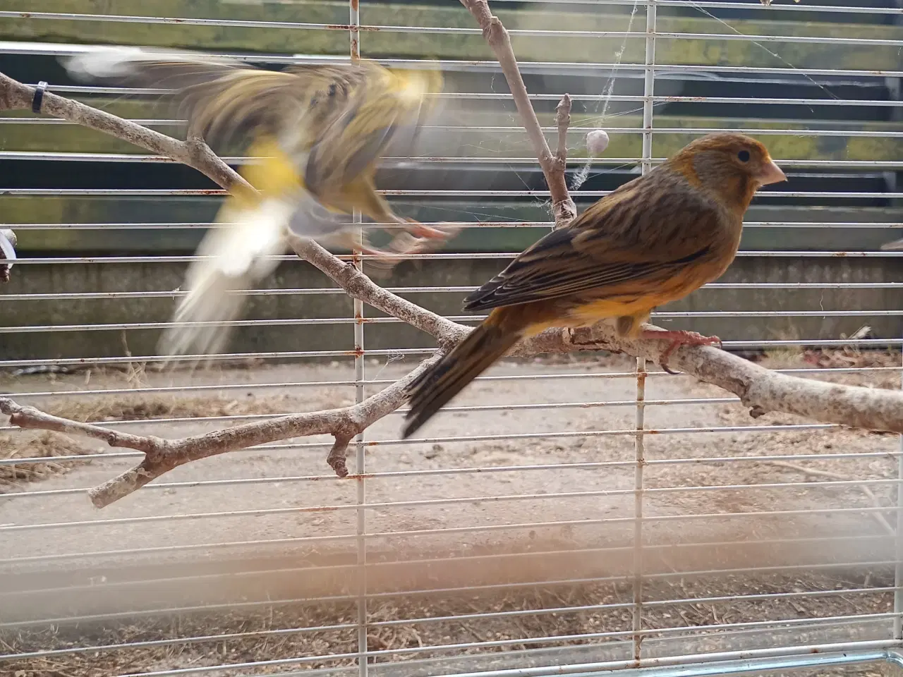 Billede 9 - Blandet farver/kobber