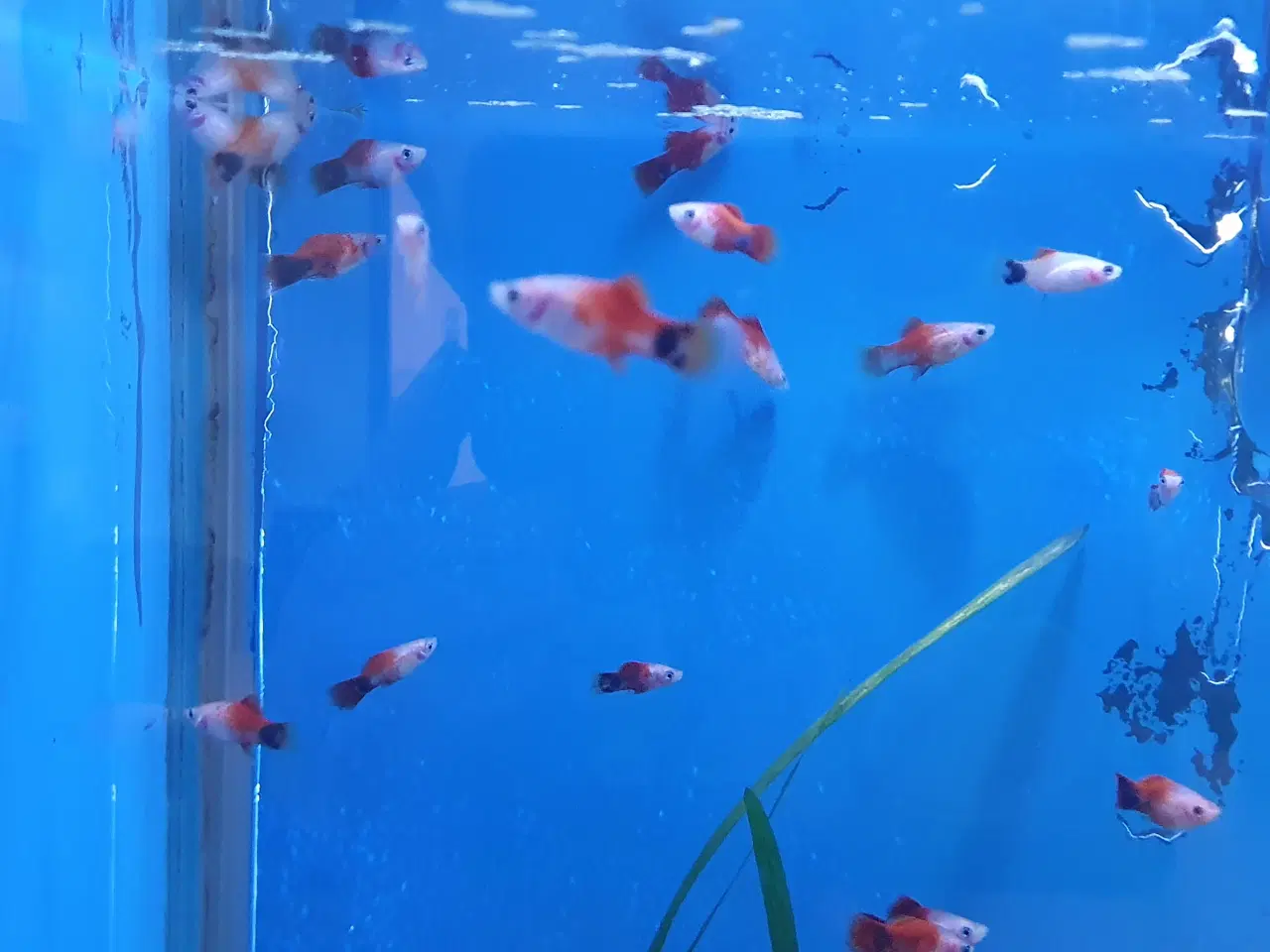 Billede 14 - đ Platy akvariefisk sĂŚlges â flotte farver og sun