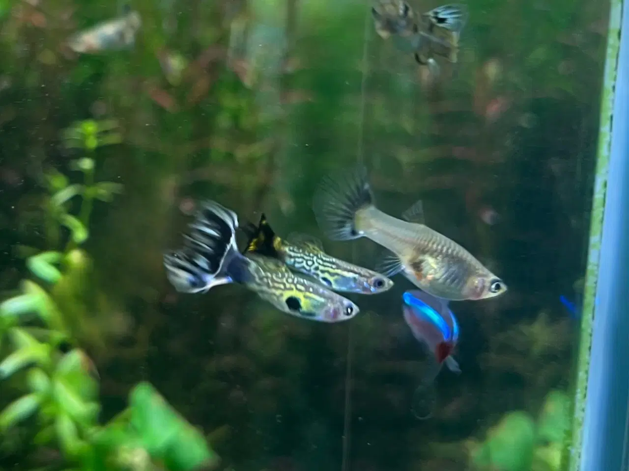 Billede 3 - Green snakeskin guppy (renstammet)