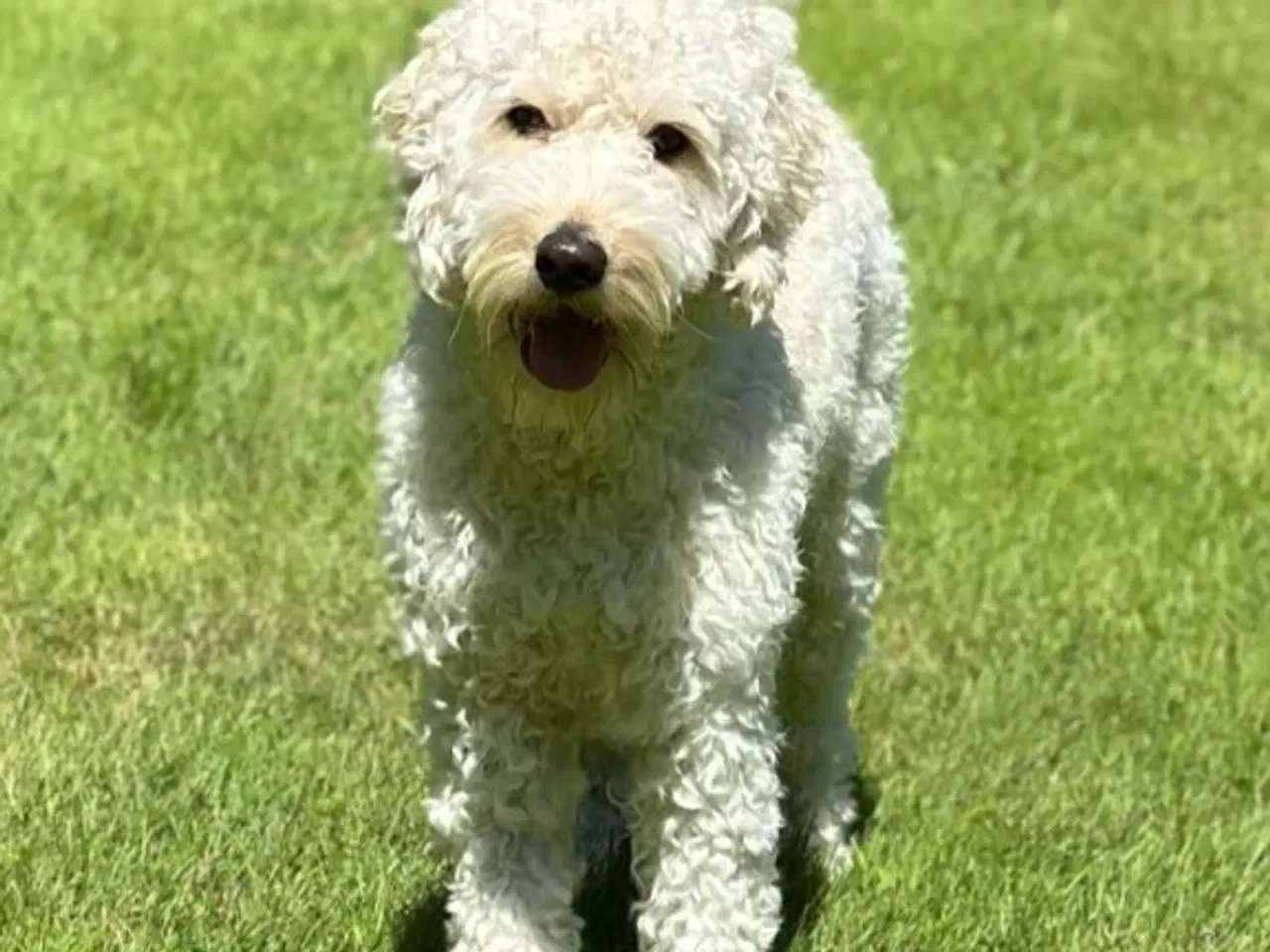 Billede 2 - Labradoodlehvalpe til sommer