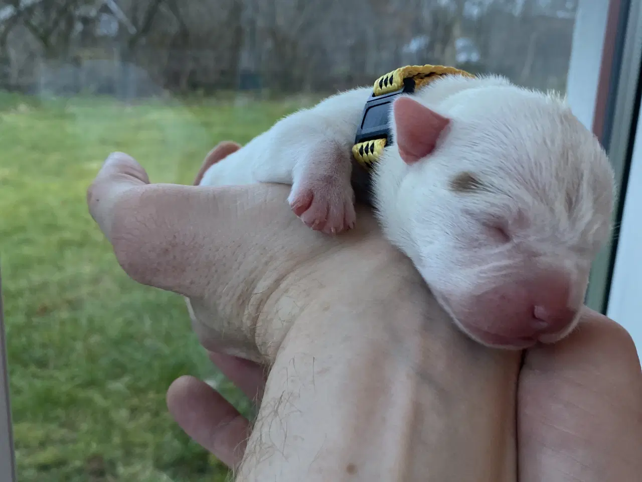 Billede 4 - American bully