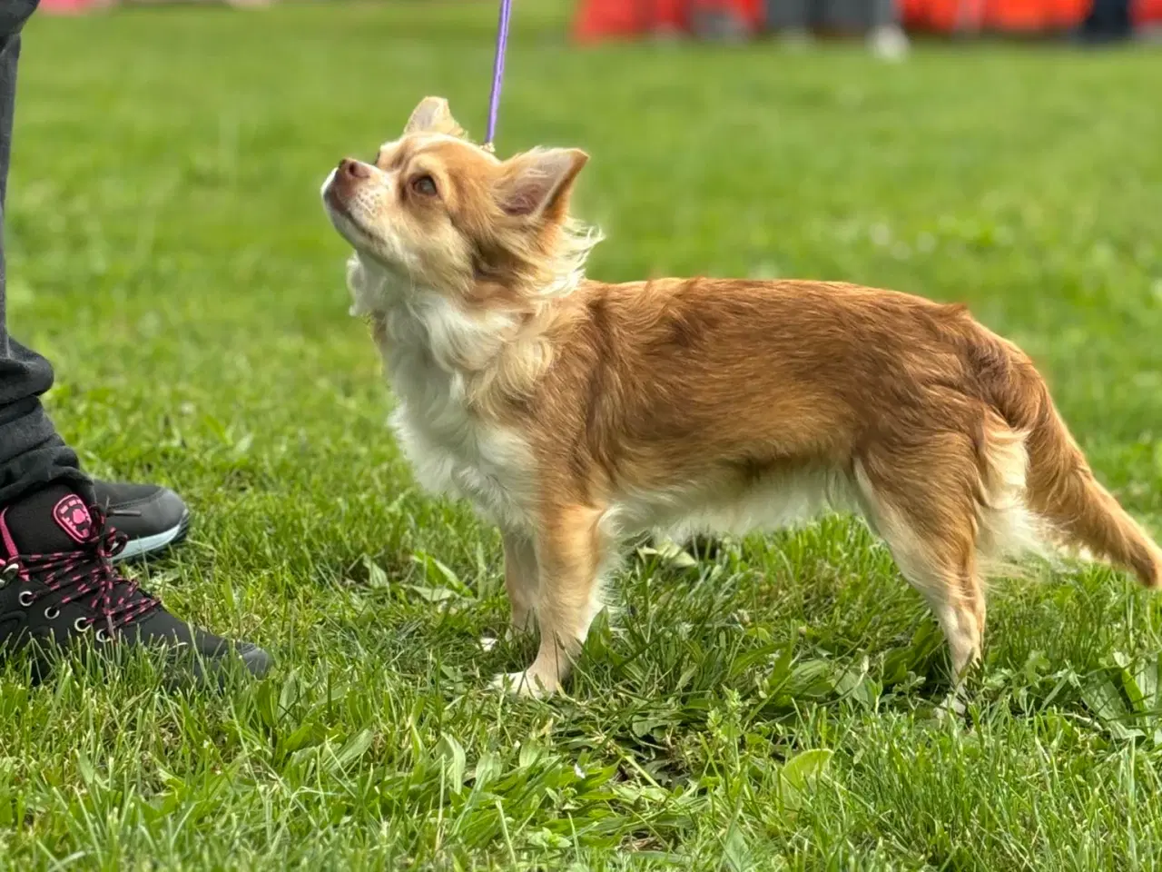 Billede 4 - Langhåret chihuahuahvalpe 