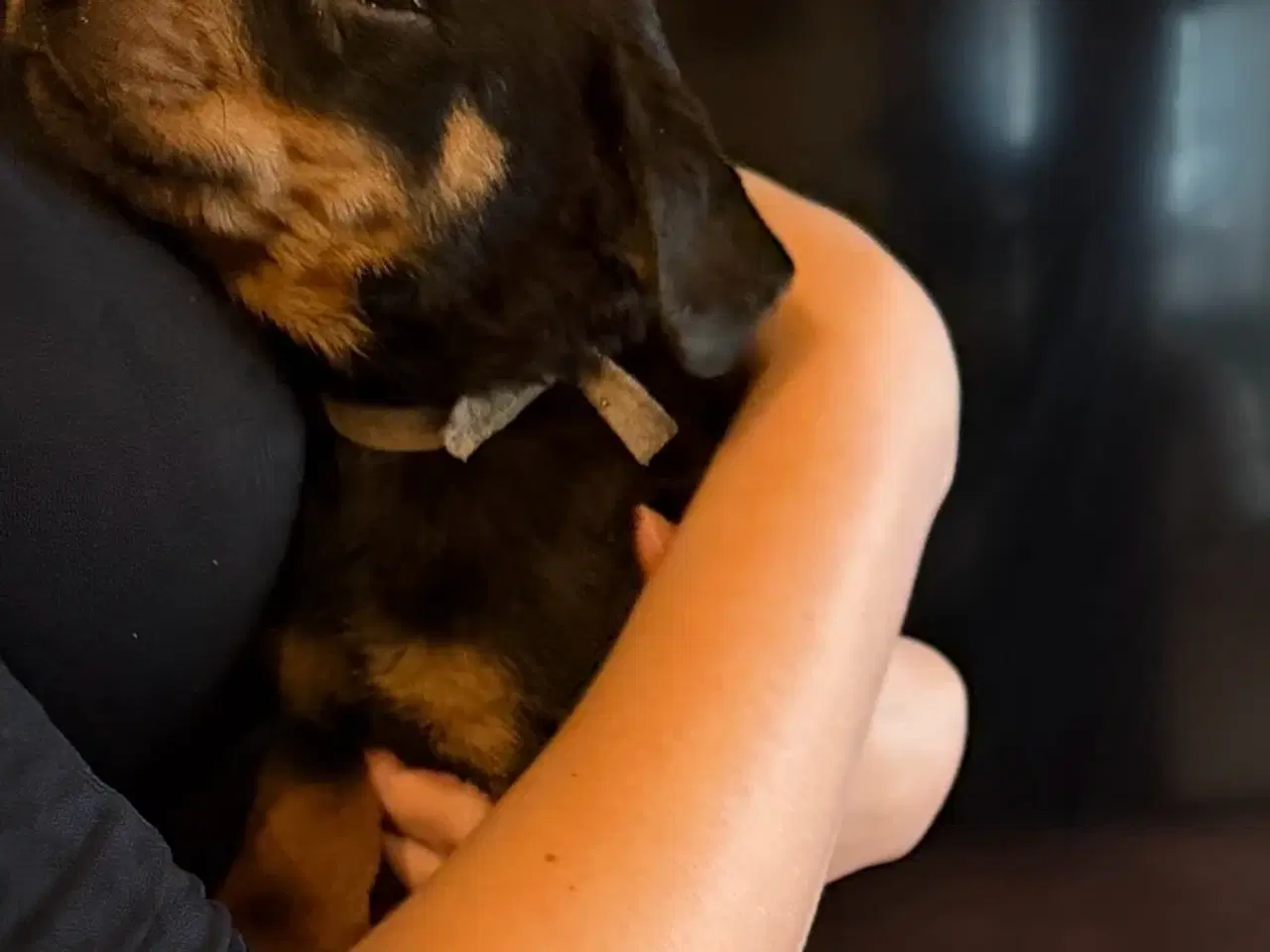 Billede 4 - Rottweiler hvalpe