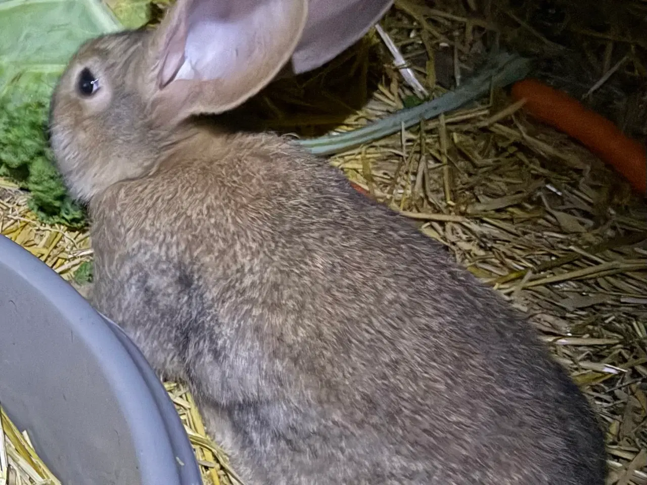 Billede 1 - Belgisk kæmper 