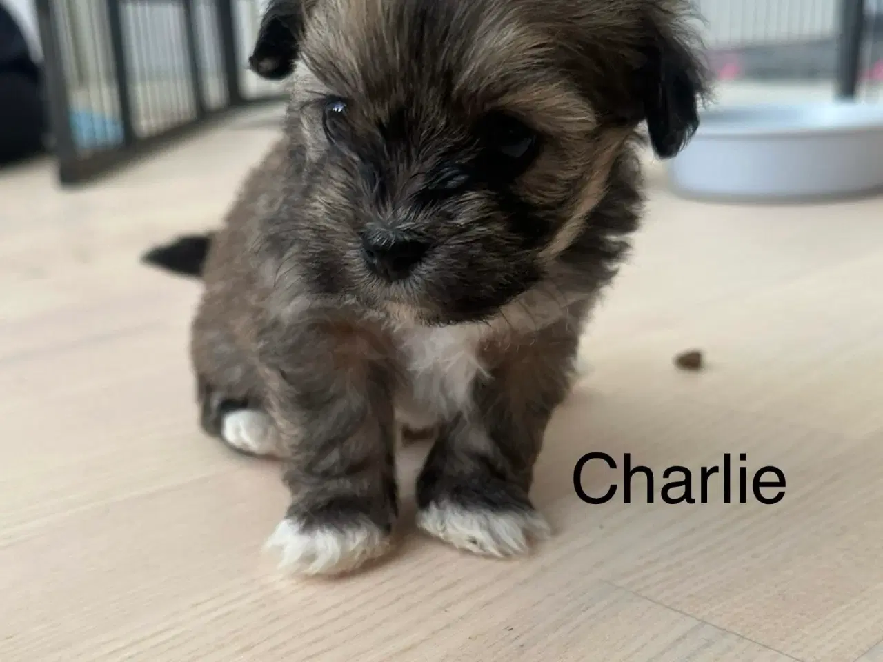 Billede 1 - Charlie - Lhasa apso