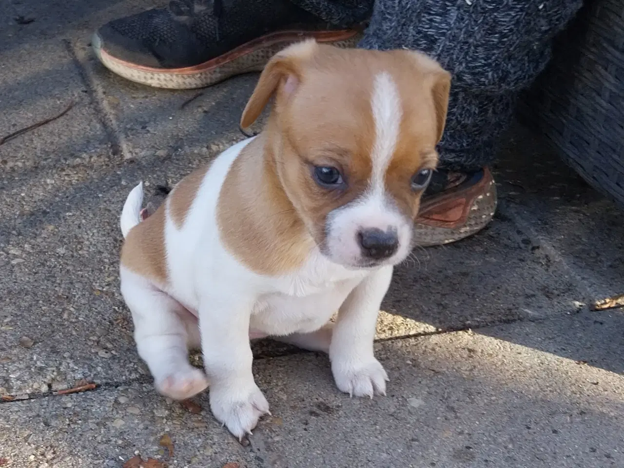 Billede 3 - Dansk svensk gårdhund/mops