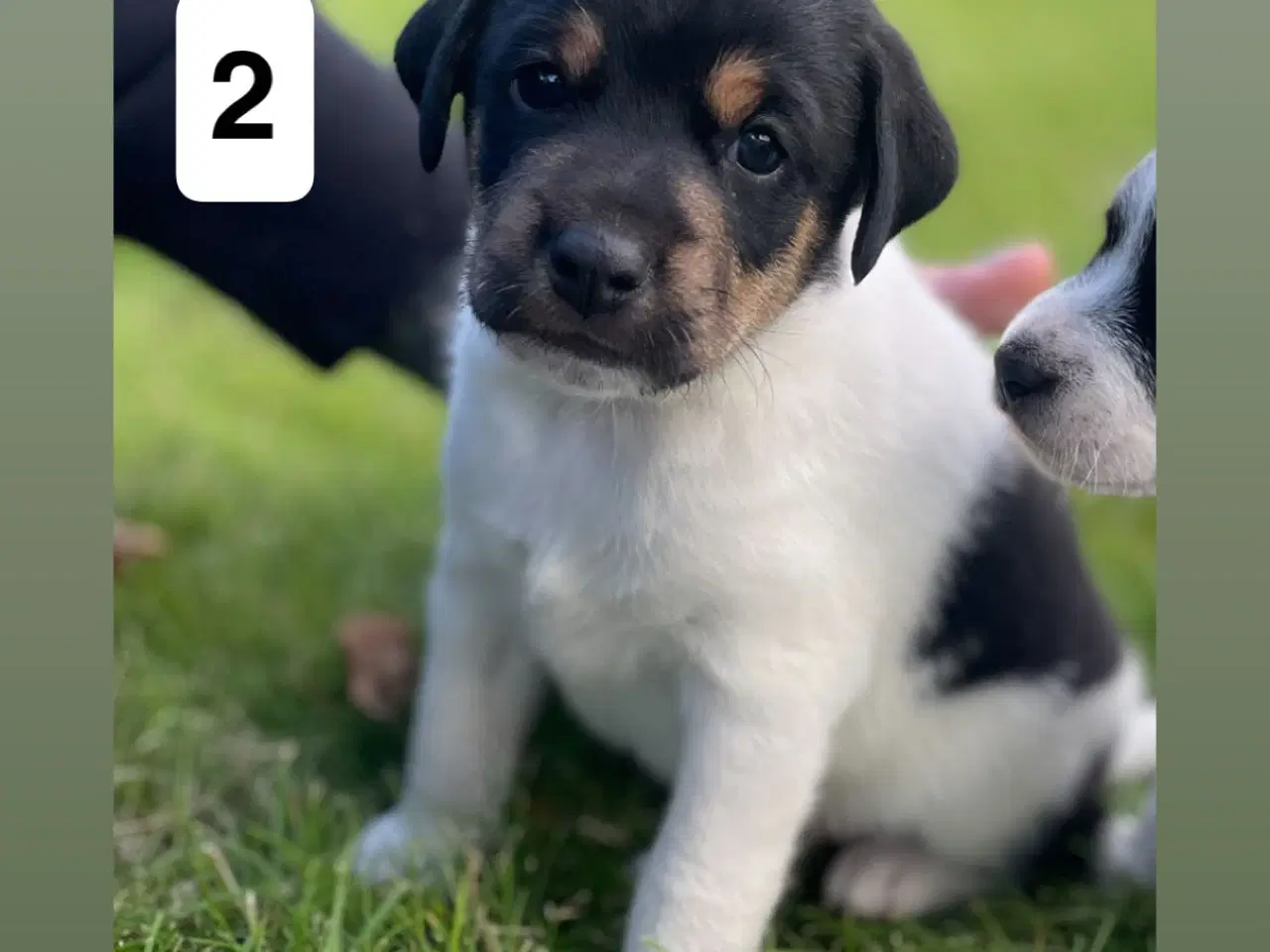 Billede 4 - Dansk svensk gårdhunde hvalpe søger nyt og kærligt