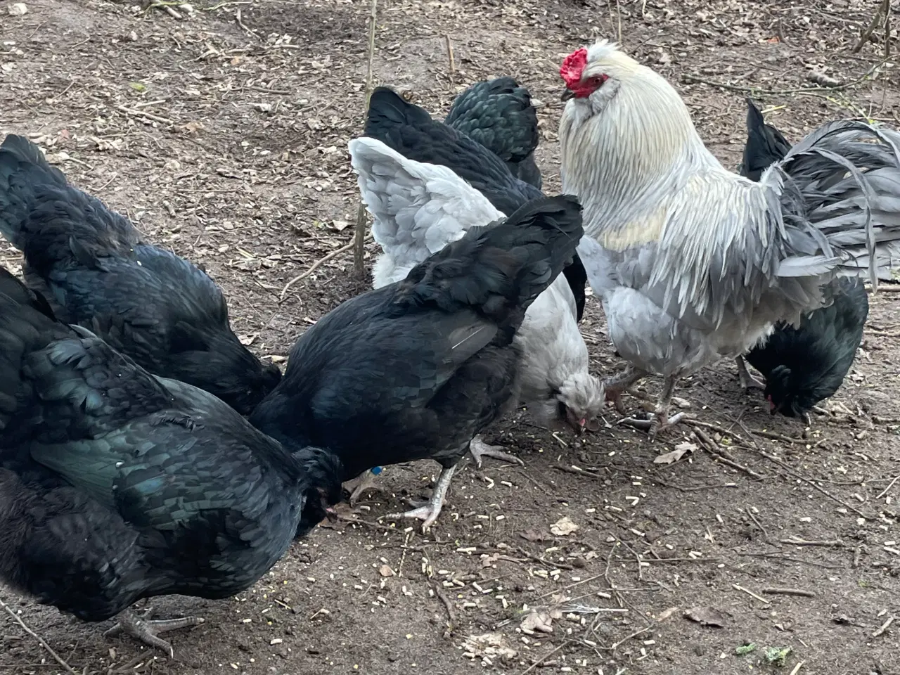 Billede 3 - Engelsk Araucana rugeæg