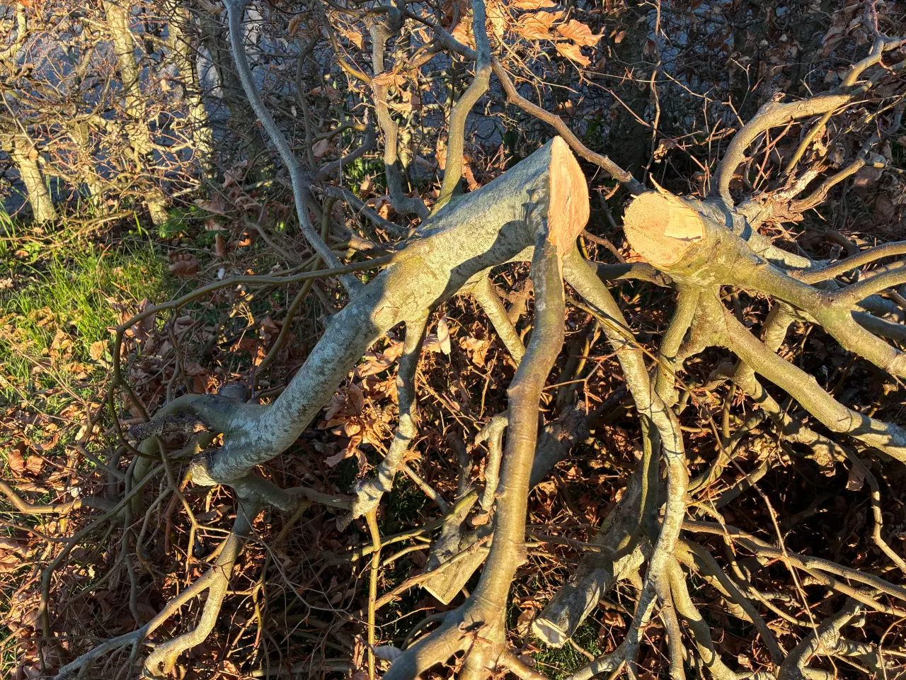 Billede 2 - Brænde - gratis