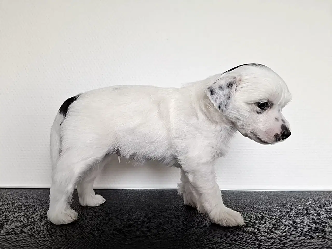Billede 5 - Chinese crested/ powder puff med DKK stamtavle