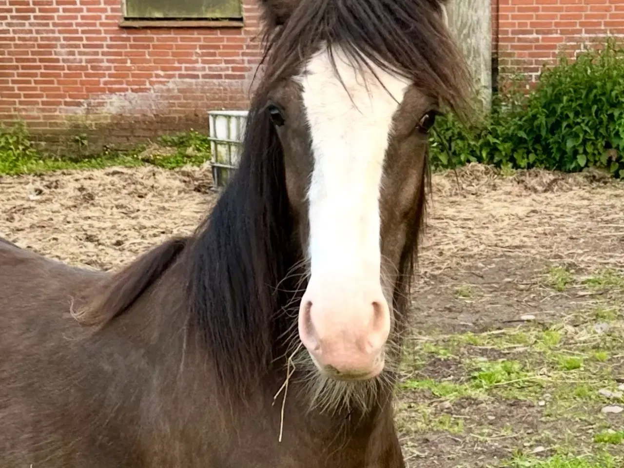 Billede 1 - Irish Cob 