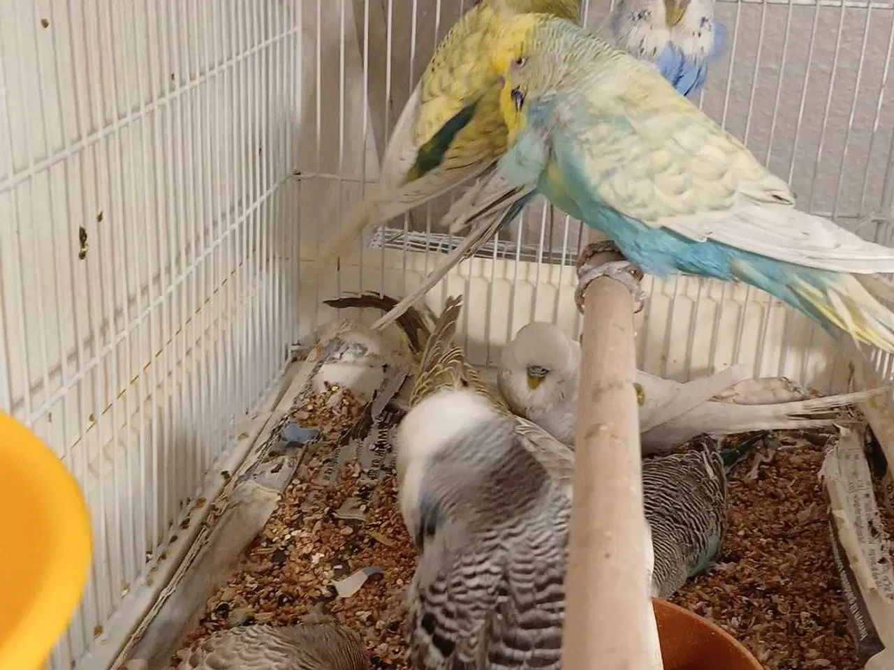 Billede 15 - 9 engelske undulater 