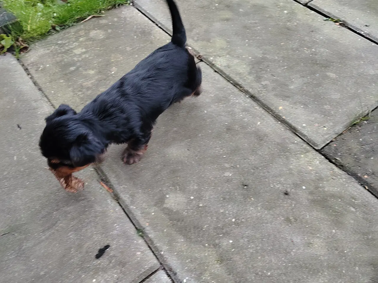 Billede 3 - Yorkshire Terrier hvalp han