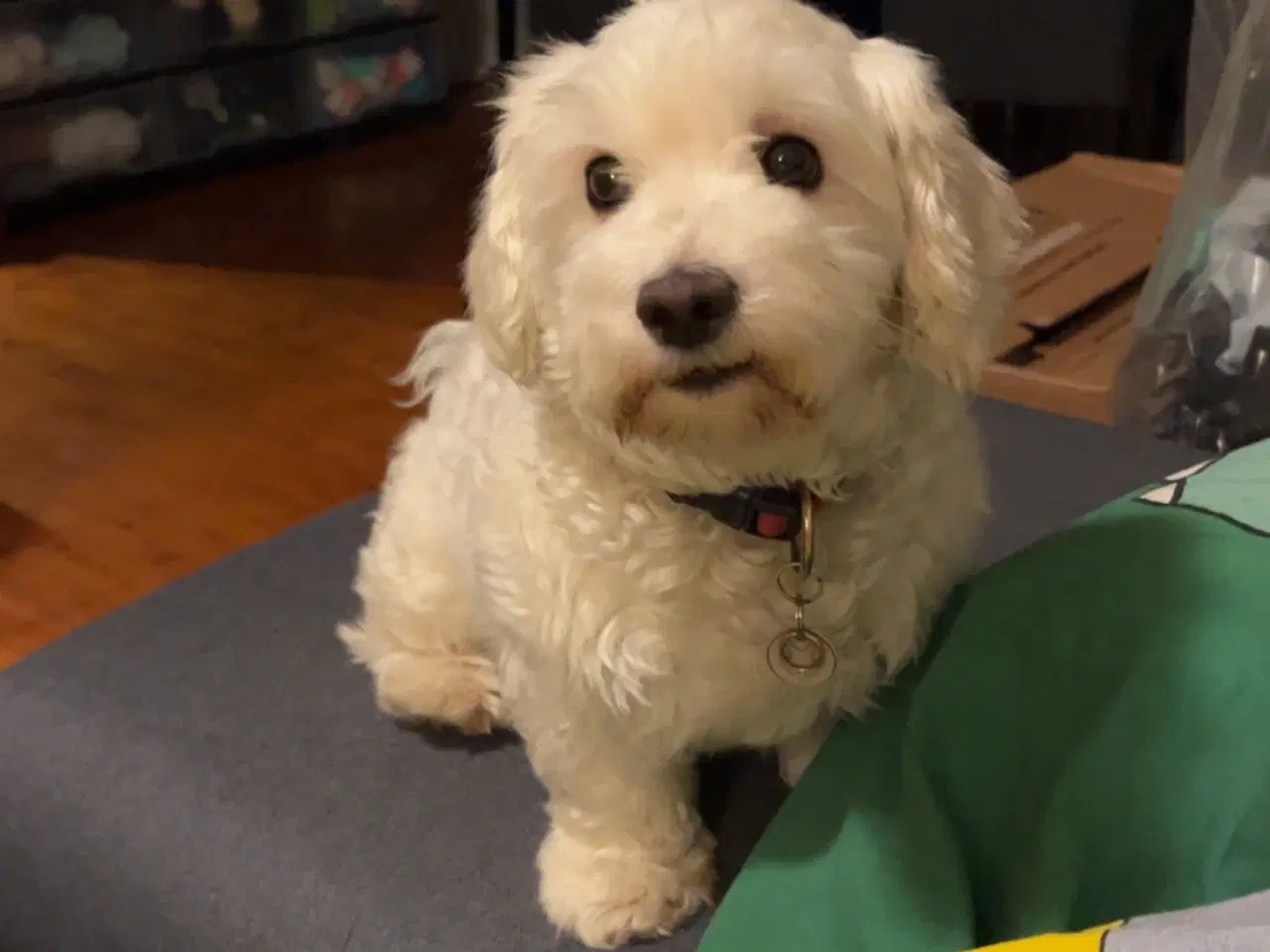 Billede 2 - 3 årige Luna (bichon havanais) søger nyt hjem