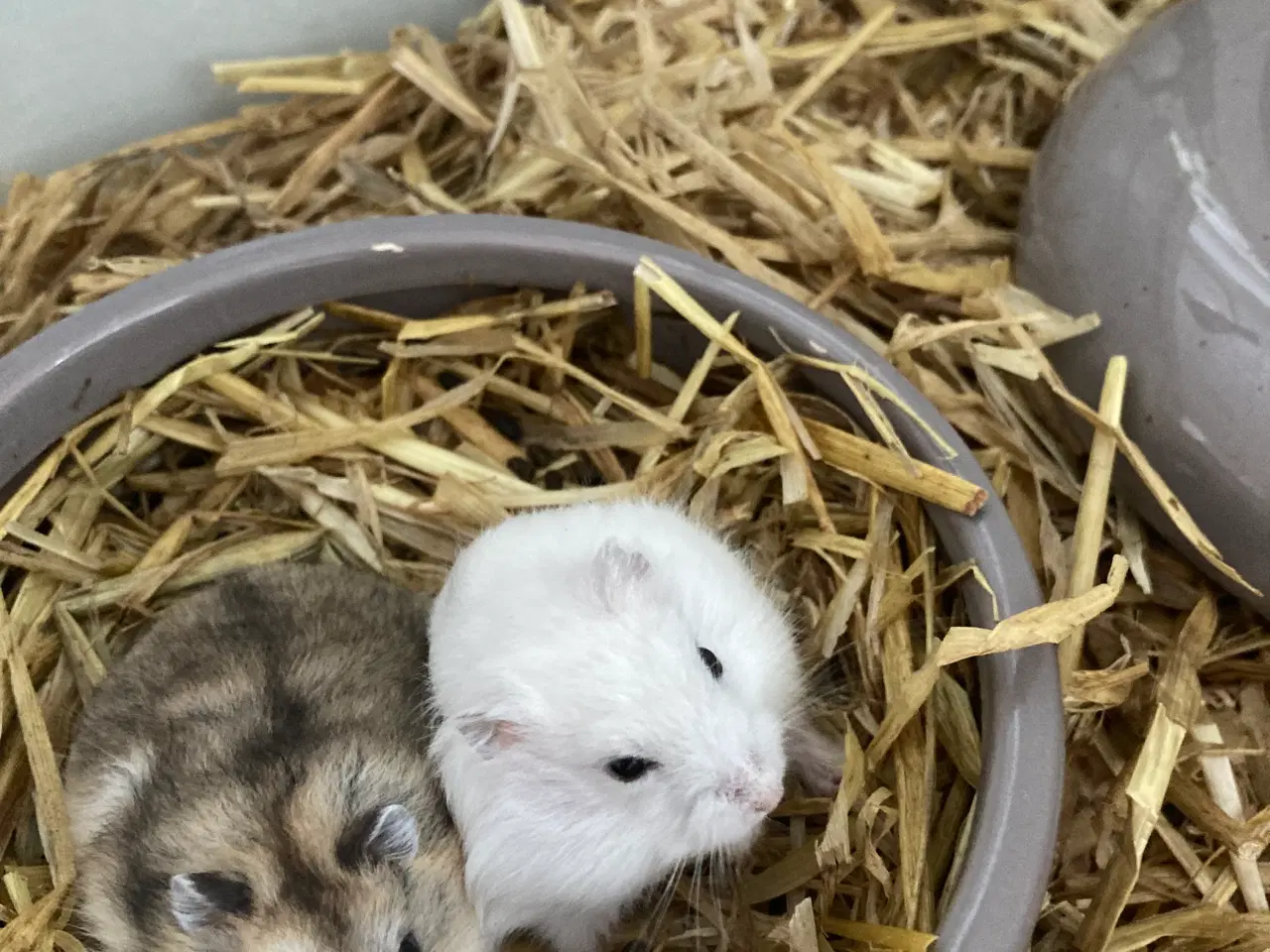 Billede 2 - Dværghamsterunger