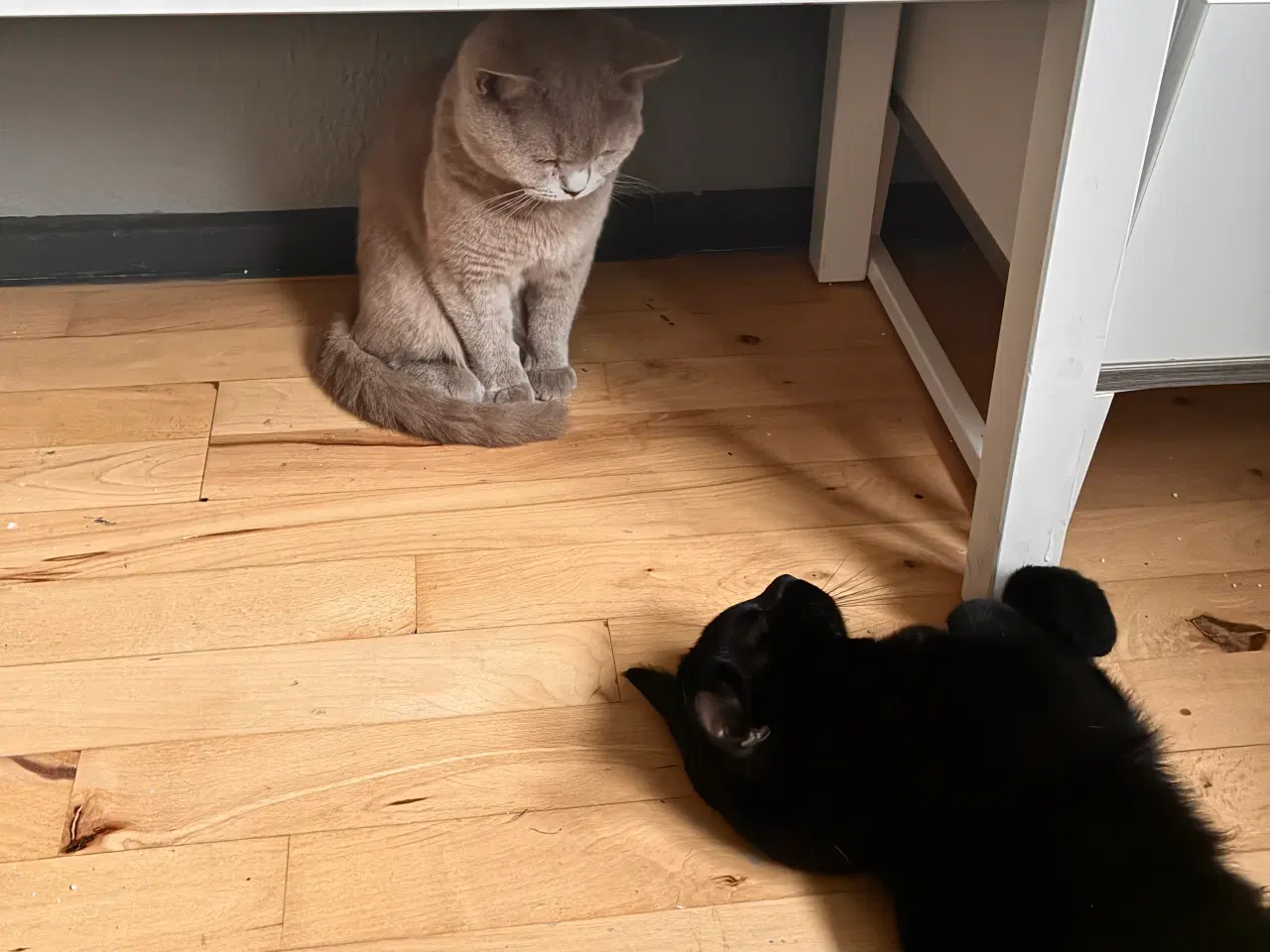 Billede 6 - British Shorthair & Indisk Bombay blandingskilling