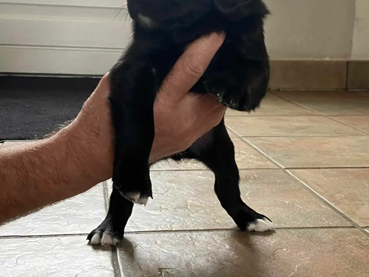 Billede 5 - Springador hvalpe  