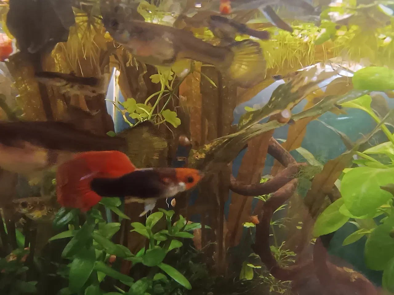 Billede 1 - Guppy