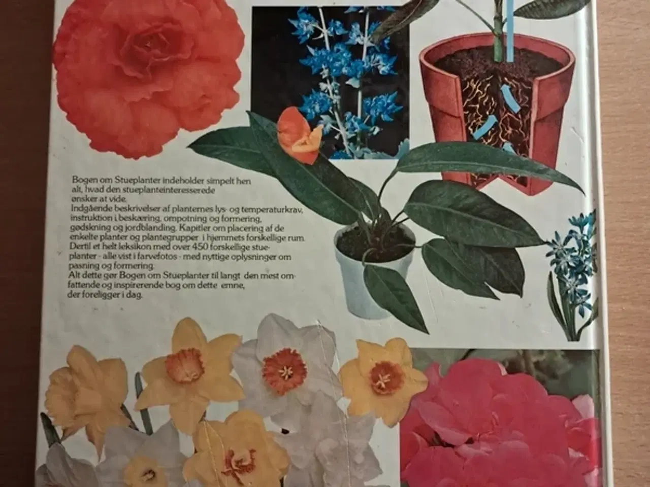 Billede 2 - Bogen om Stueplanter Bog