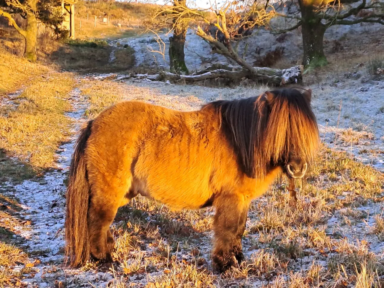 Billede 6 - Kåret Shetlandspony Avlshingst. 