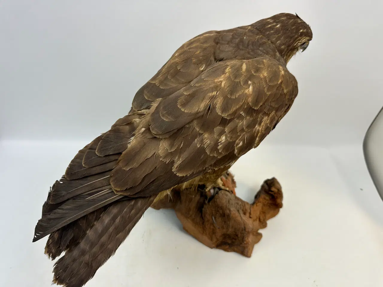 Billede 2 - Udstoppet Musvåge m. bytte