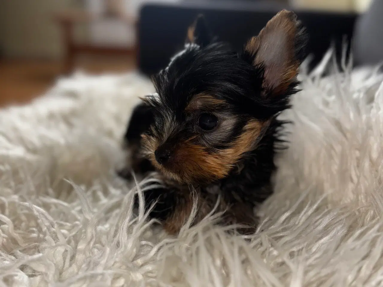 Billede 4 - Yorkshire Terrier Hvalpe