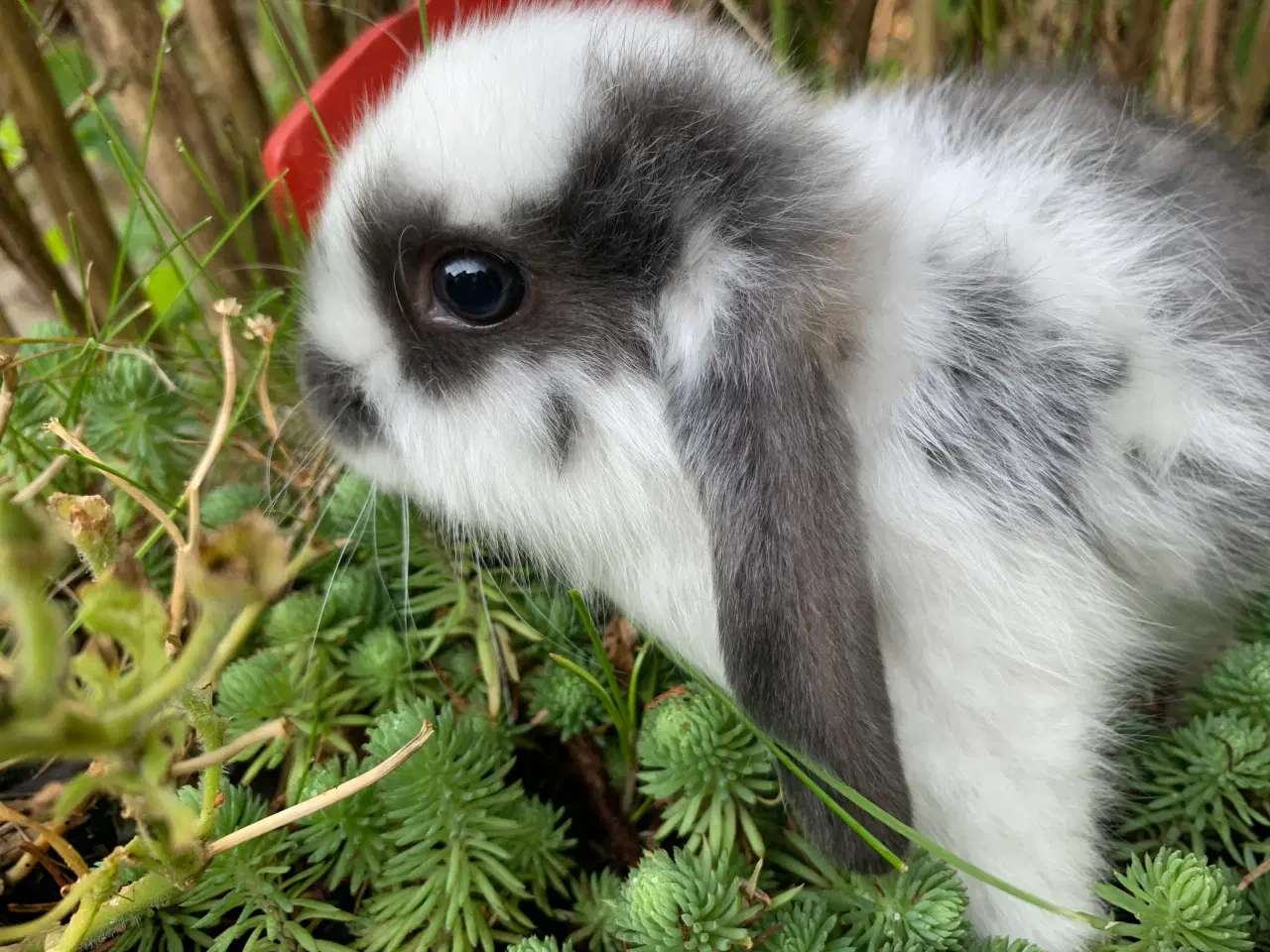 Billede 8 - Han 🩵Mini lop baby 