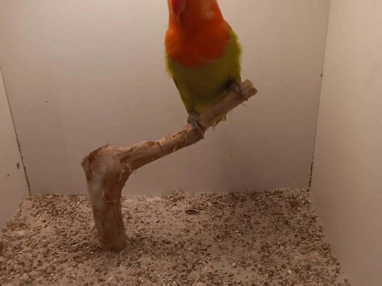 Billede 5 - Rødhovdetdværgpapegøjer i Green Opaline Dilute