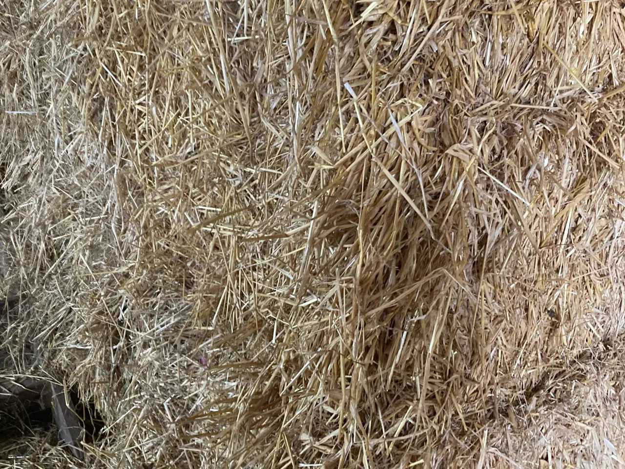 Billede 1 - Vårbyg halm minibig 🌾