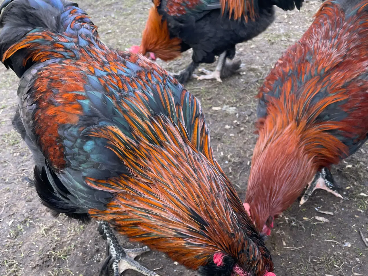 Billede 4 - Racerene Sorte Kobber Maraner og 3 blandingshaner