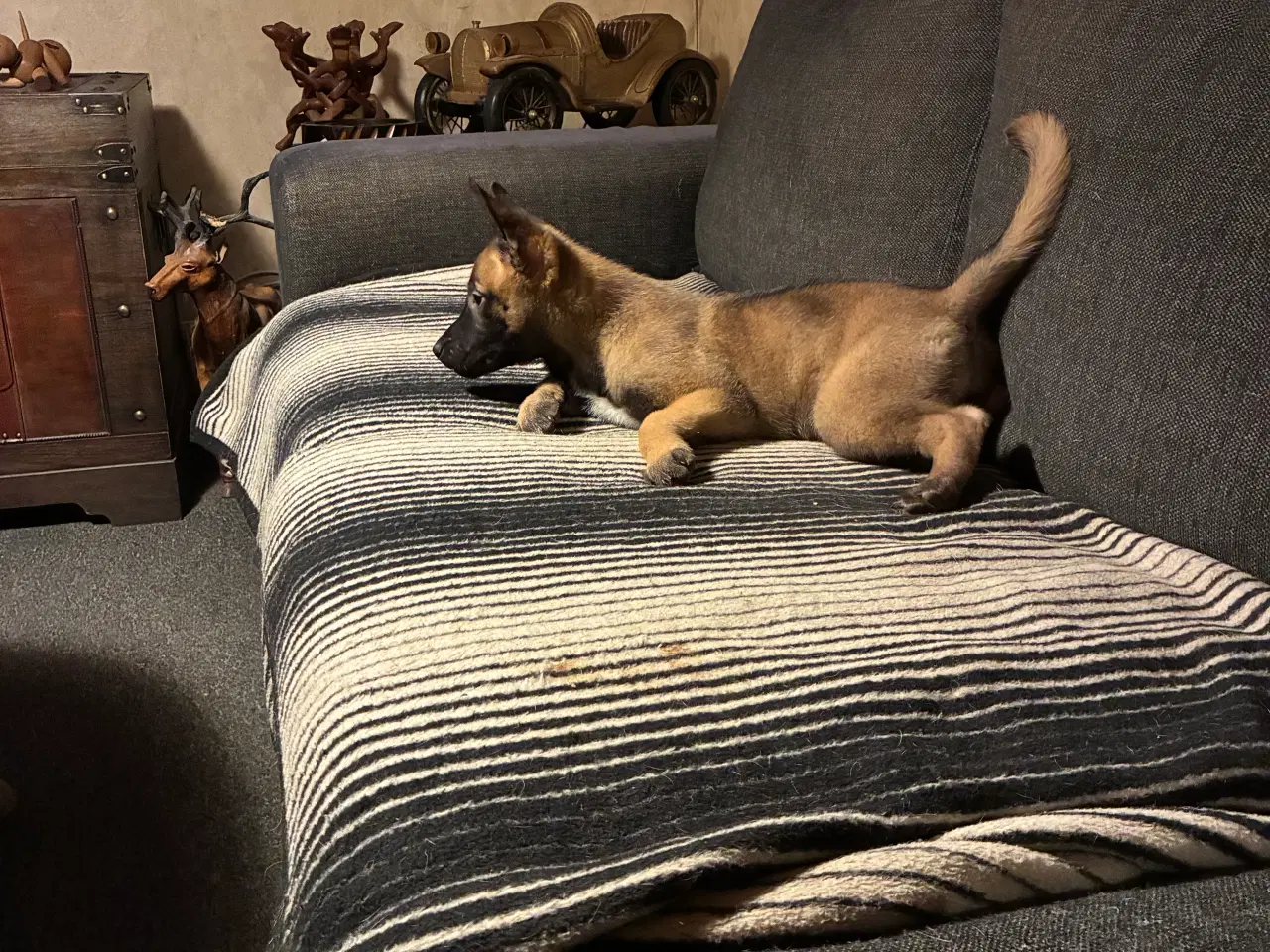 Billede 5 - Malinois hun hvalp