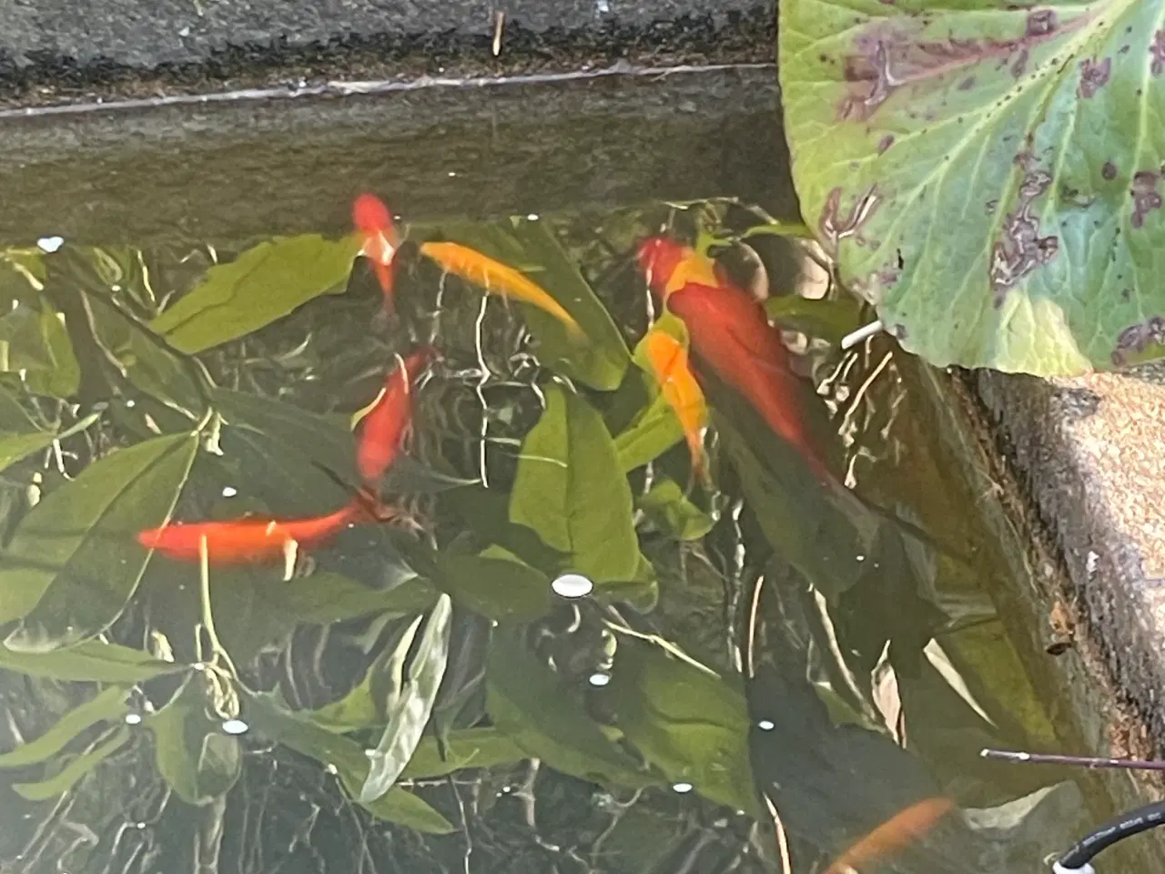 Billede 3 - Fisk guldfisk 17 stk