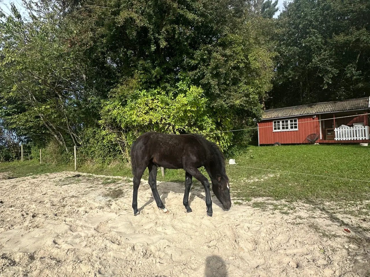 Billede 12 - Spotilas/totilas hoppeføl