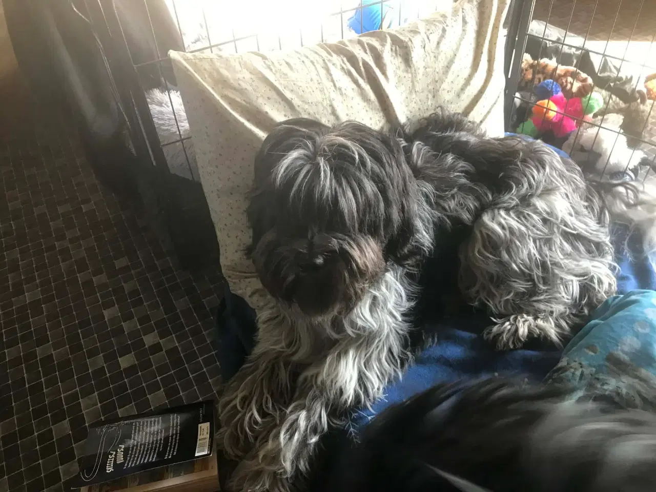 Billede 2 - Schapendoes pige søger kærlig hjem