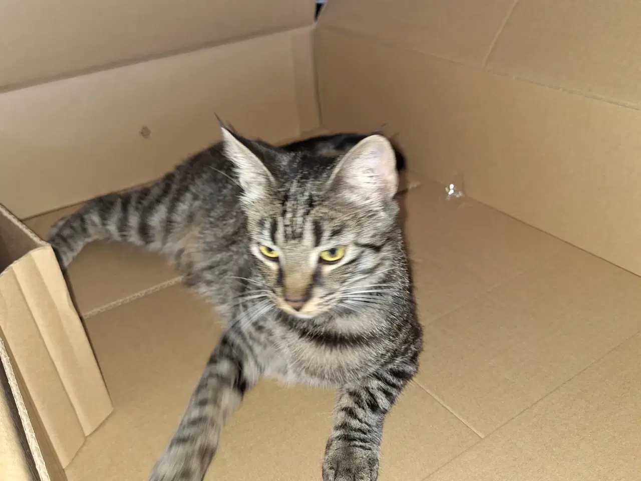 Billede 5 - Kælen Kat